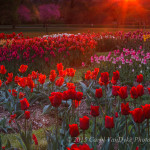 Heaven's Gate - tulip garden