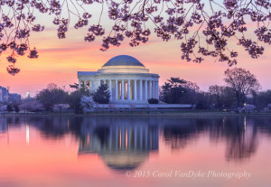 Cherry Blossom time is coming soon!!!