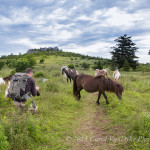 Grayson Highlands State Park Wild Ponies
