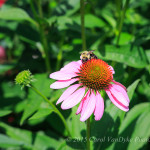 Wildflower attracts pollinator