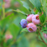 blueberry fruit edible plant seasonal