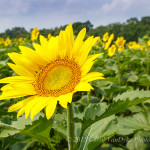 Sunflowers bloom in field