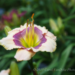 Stunning Summer Day Lily