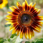 Ring Fire Sunflower Burnside Farms