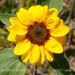 Primrose Sunflower Burnside Farms