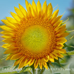 Sunflower Burnside Farms