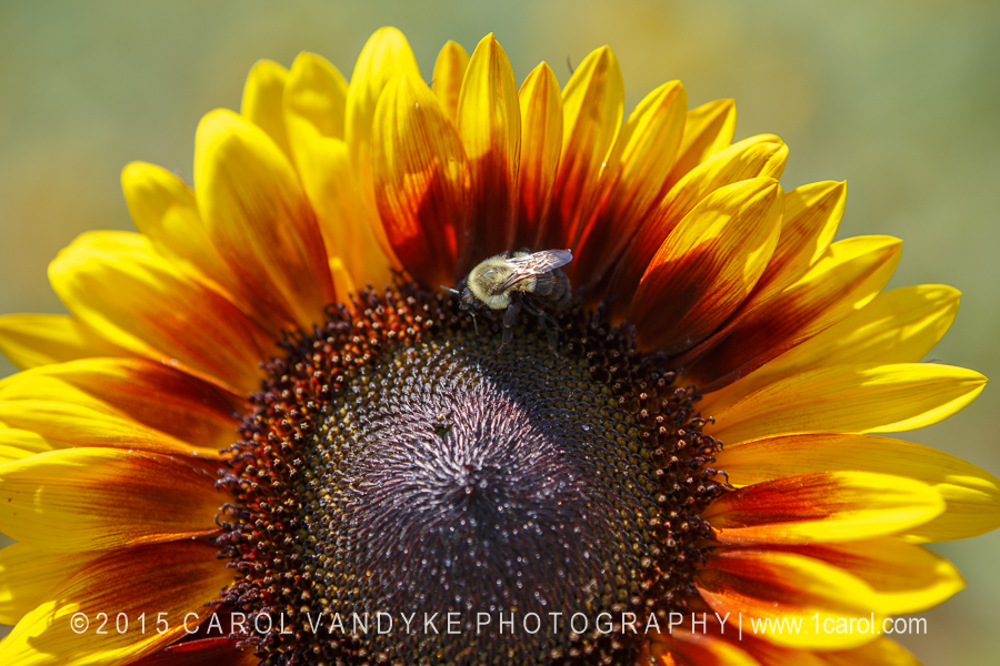 Burnside Farm – “Summer of Sunflowers”