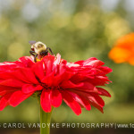 bee flower pollinator