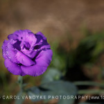 purple lisianthus flower