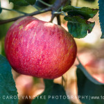 apple tree farm pick