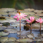 Water Lilies pink downtown Frederick Maryland