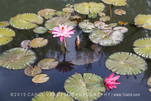 Water Lilies Downtown Frederick Maryland