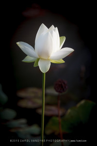 Whtie lotus flower downtown Frederick Maryland