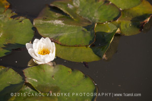 Water lily garden downtown Frederick Maryland