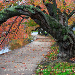 Autumn Tidal Basin Washington DC