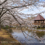 Spring Cherry Trees Blossoms Gazebo Meadowlark Gardens