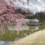 Cherry Blossoms Meadowlark Gardens Virginia
