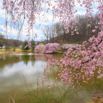 cherry trees blossom Meadowlark Gardens Virginia