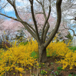 Spring Colors Meadowlark Gardens