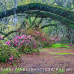 tunnel oaks moss azaleas spring garden