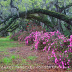 Oak trees moss azaleas pink spring