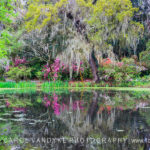 Magnolia Plantation swamp water reflections spring