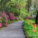 walkway spring Magnolia Plantation Charleston SC