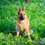 bluebell wildflowers german shepherd dog