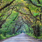 oak trees arched tunnel low-country Edisto Island Botany Bay South Carolina