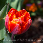 orange tulip flower