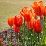 orange tulip flowers
