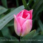 Tulip pink