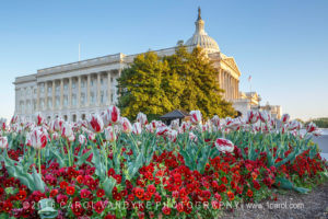 tulips capitol DC spring