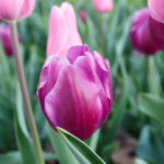 DC purple tulip