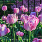 DC Pink Tulips