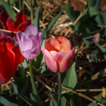 Burnside Tulips