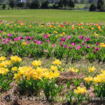 Burnside Tulips