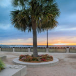 Palm Tree Charleston SC Waterfront Park