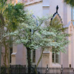 Charleston Church with Flowering Dogwood Tree