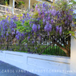 wisteria, iron railing, Charleston, South Carolina