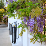 Purple wisteria, iron railings, Charleston, South Carolina