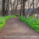 bluebell wildflowers, hiking trail, Riverbend Park, Great Falls, VA
