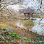 Meadowlark, Spring, Cherry Blossoms, lake, gazebo