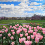 Pink Tulips, Netherland Carillon, Arlington Ridge Park, VA, spring