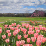 Pink Tulips, Netherland Carillon, Arlington Ridge Park, VA, spring