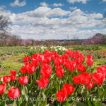 Red Tulips, Netherland Carillon, Arlington Ridge Park, VA, spring