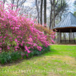 gazebo, Meadowlark Gardens, azaleas, spring