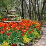 orange tulips, Meadowlark Gardens, spring
