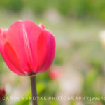 pink tulip, beauty, simplicity, spring