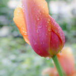 tulip, flower, rain drops